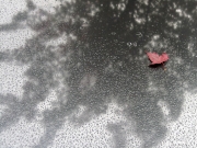 leaf with many raindrops