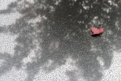 leaf with many raindrops