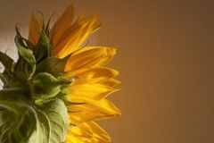 light on sunflower