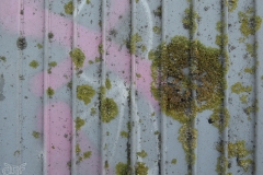 lichen and pink graffiti