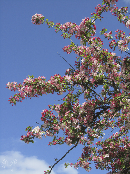 pink blossoms and blue sky