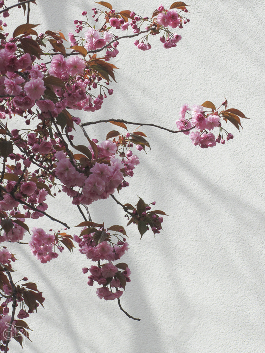 pink blossoms against a white wall