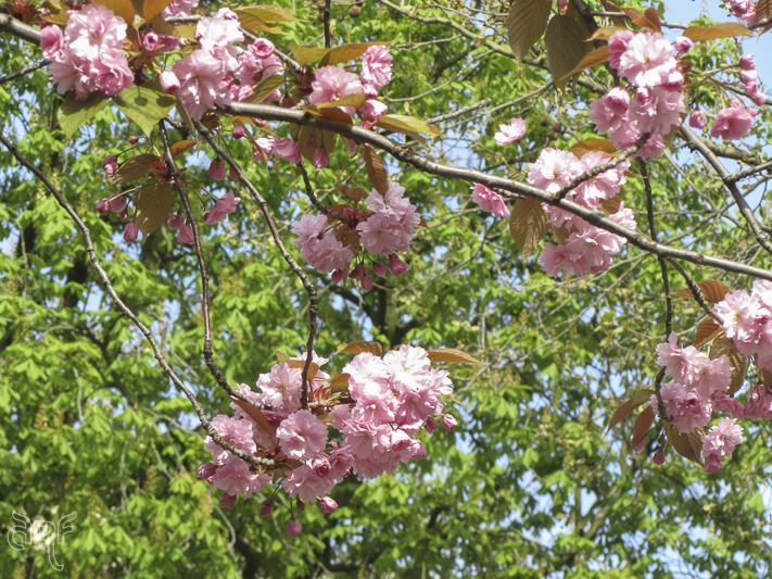 pink blossoms against a green tree