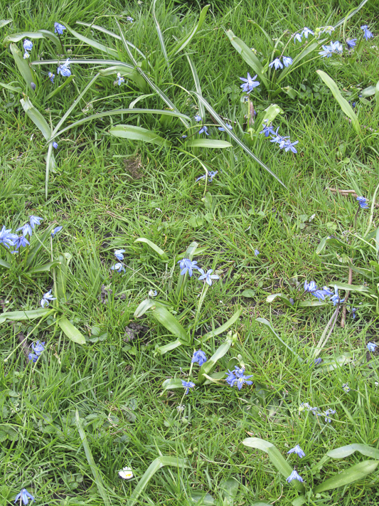 forget-me-nots in grass