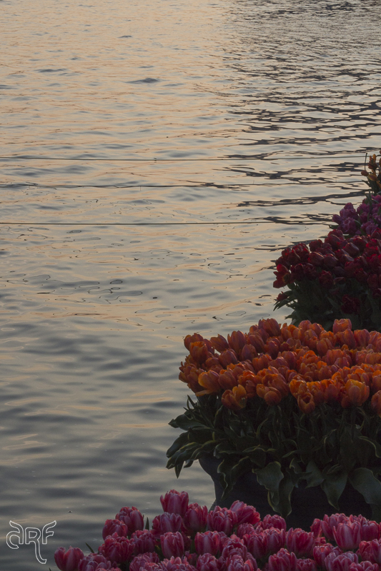 tulips and sunset