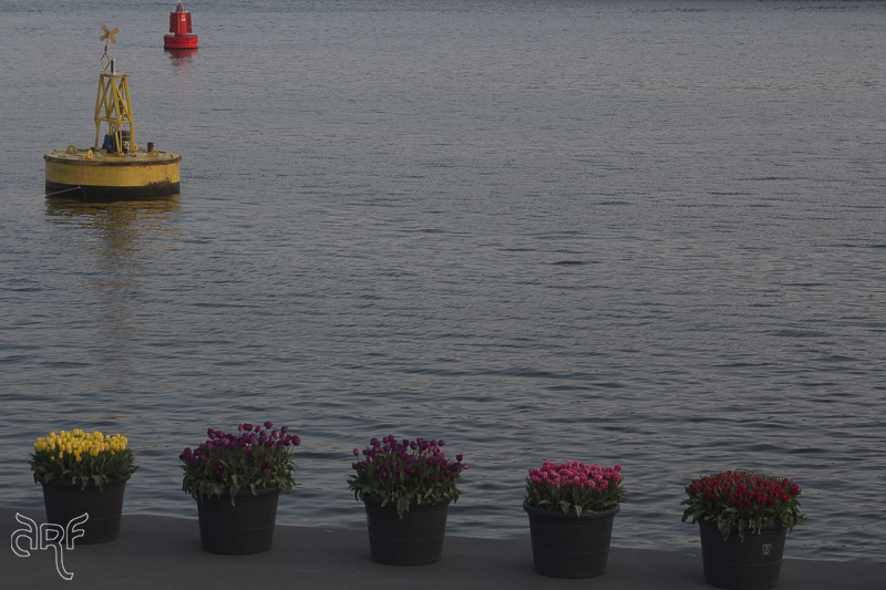 tulips and buoys at the IJ