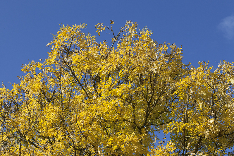 Autumn: yellow leaves