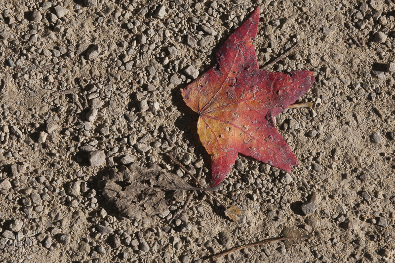 Autumn: red leaf