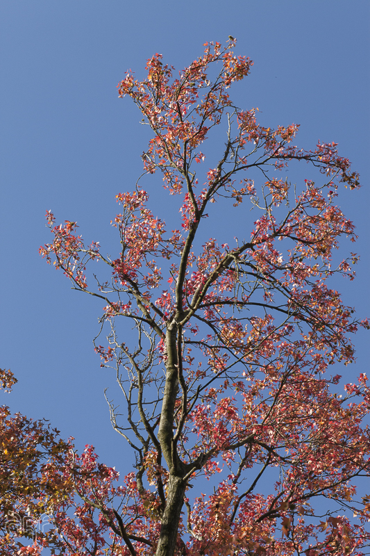 Autumn: red leaves on tree