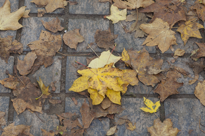 Autumn: yellow leaves on pavement