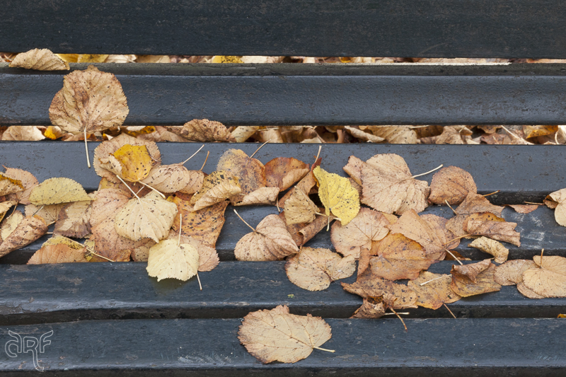 Autumn: leaves on bench