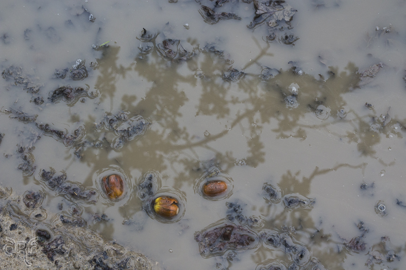 puddle with acorns