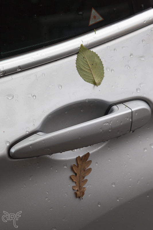 two leaves on silver car