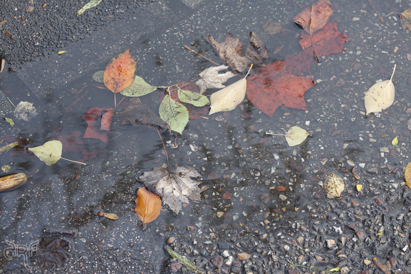 puddle with leaves
