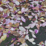 pink leaves