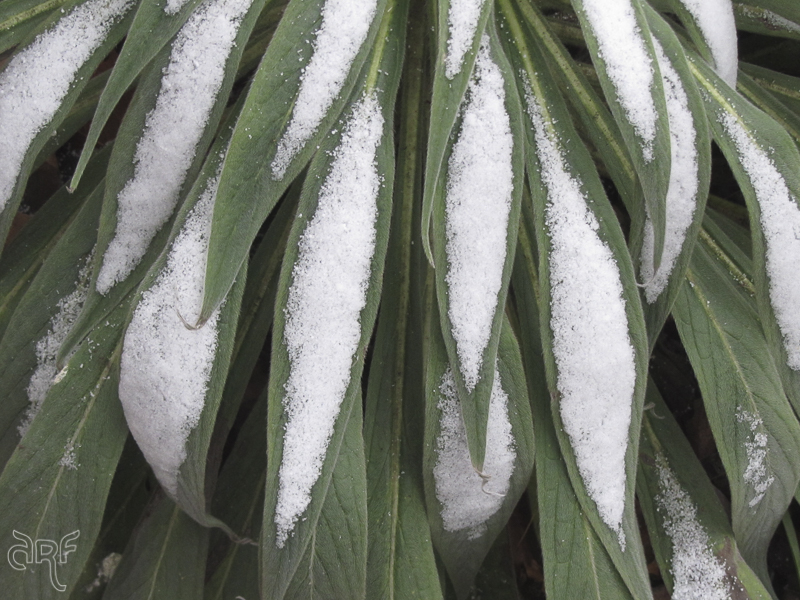 snow on a plant in front garden