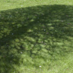 shadow of tree