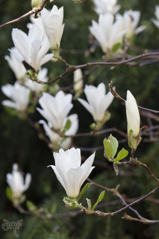 white magnolia close up