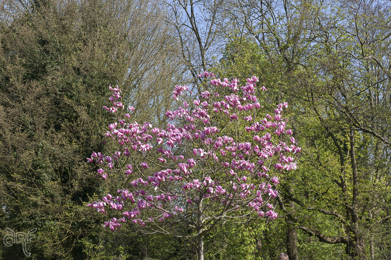 red magnolia