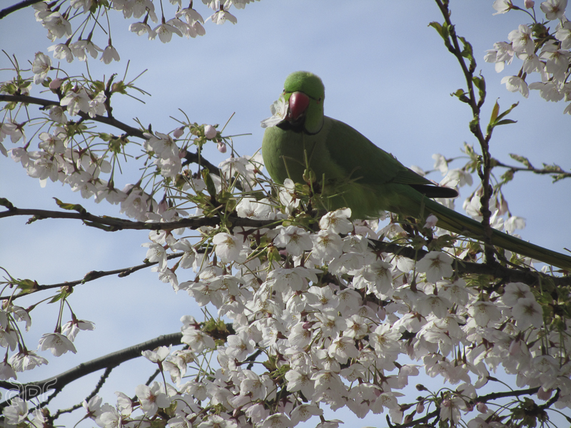 green parakeet eating blossoms