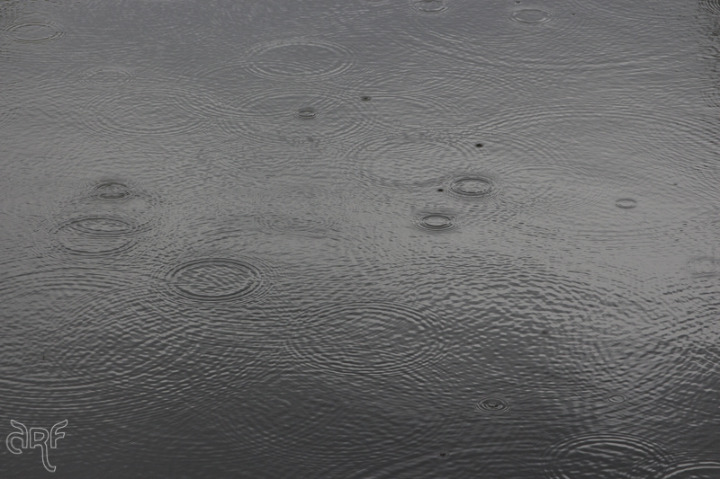 circles of raindrops in water