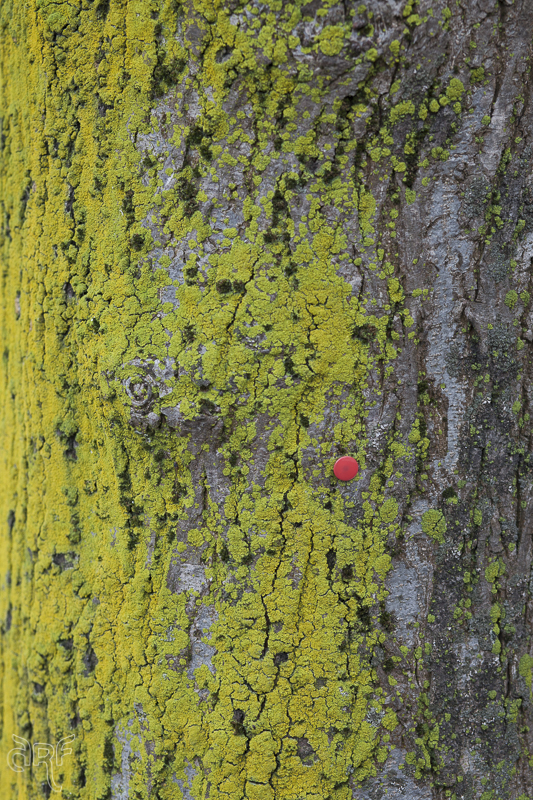 red pushpin in green tree