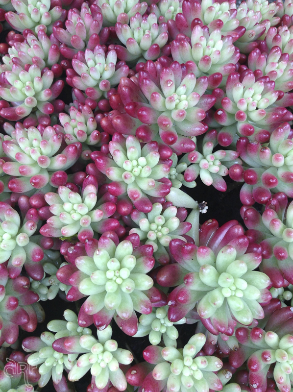 red and green succulent