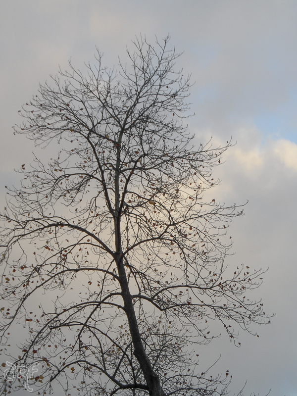bare tree against grey sky