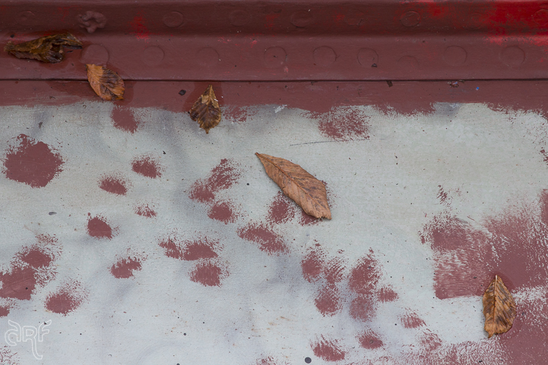 leaves on red gunway