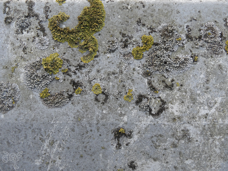 lichens and black circles