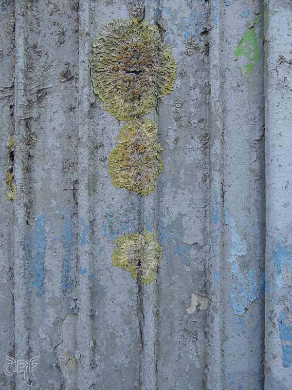lichens and blue graffiti