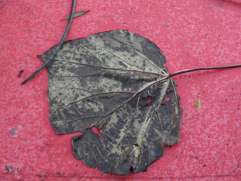 withered leaf on red boat
