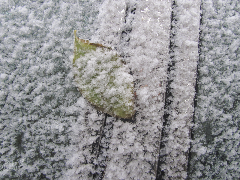 leaf on snowy car