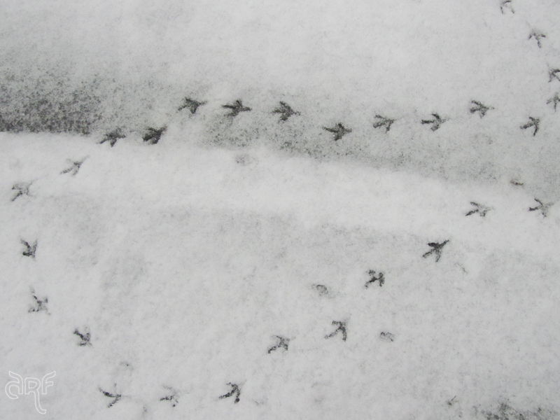 bird foot prints in snow