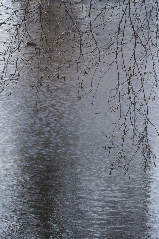 tree branches and water