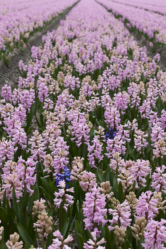 bulb field of pink and purple hyacinths