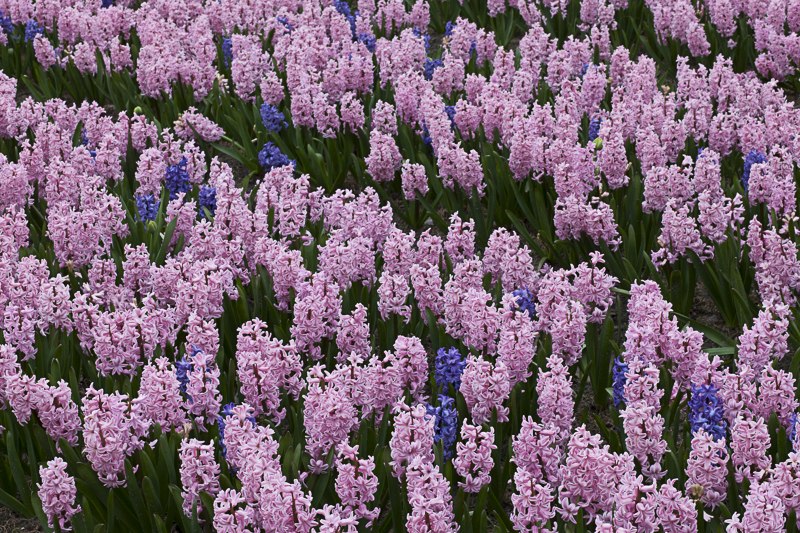 bulb field of purple and pink hyacinths