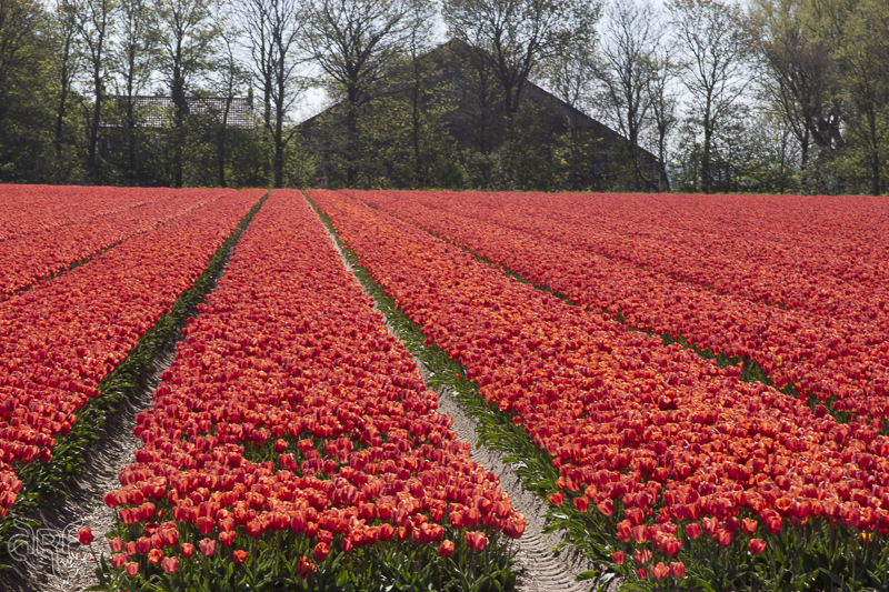 rode tulpen in Noord Holland