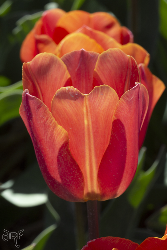 a single tulip called Jimmy