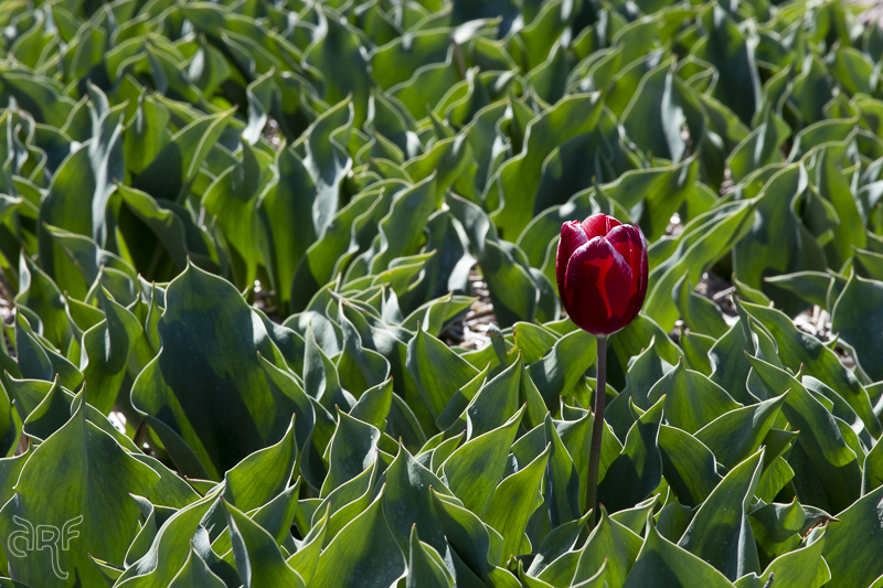 a single tulip Vampire