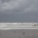 silver horizon and seagulls