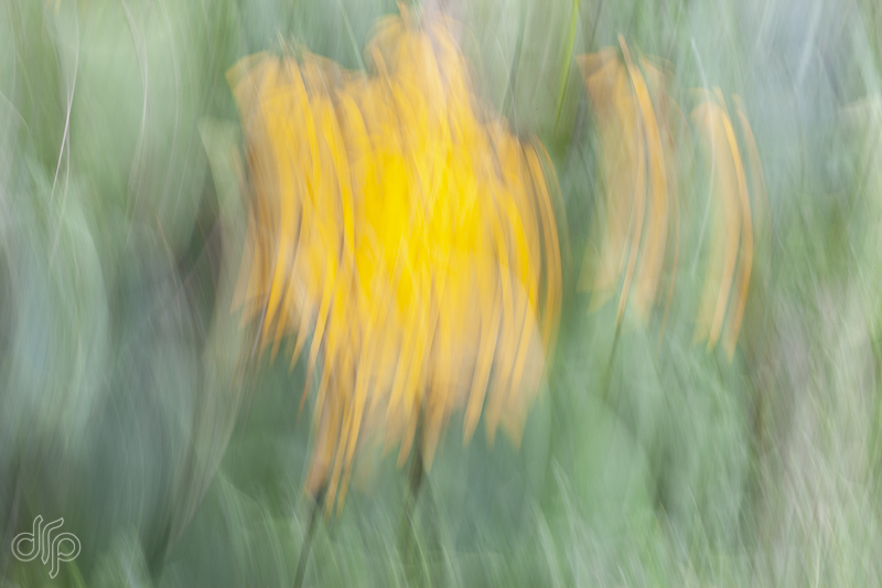 Yellow Echinacea purpurea with motion blur