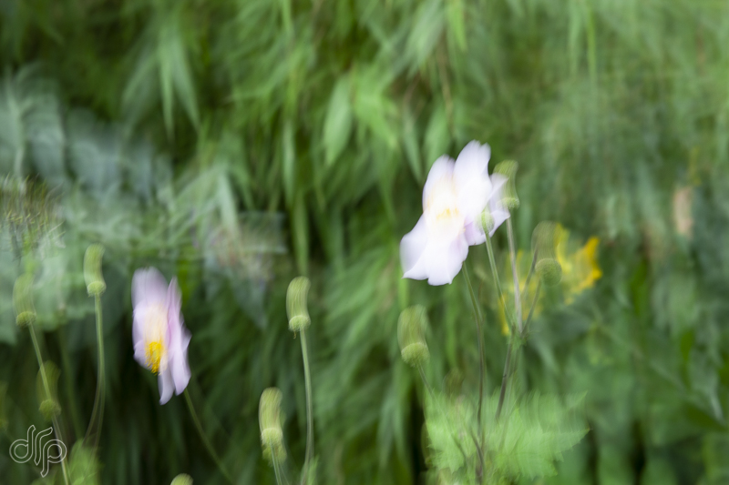motion blurred lilac anemone
