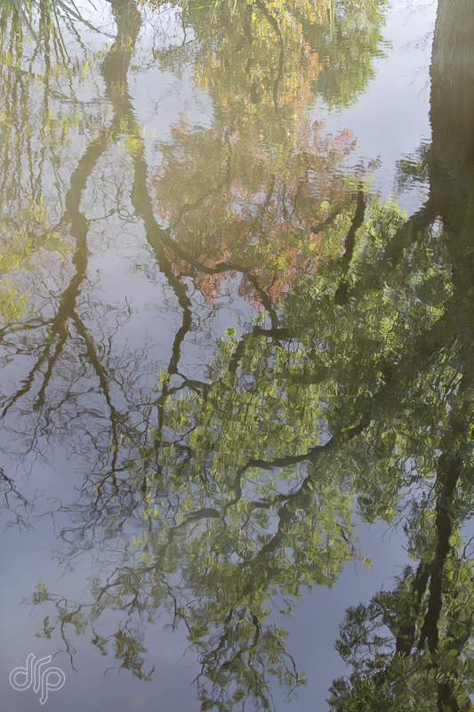 reflection of autumn trees in Vondelpark