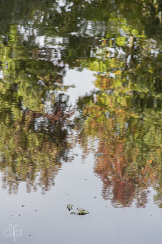 reflection of two trees in water