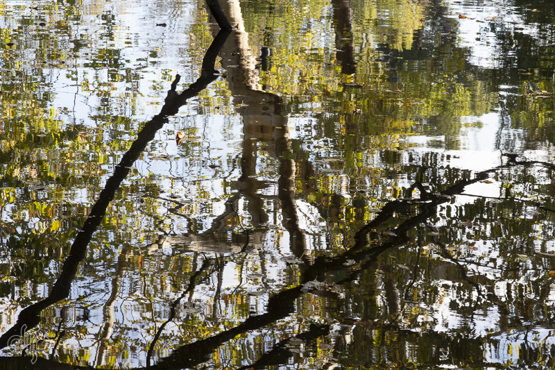 reflection of trees in Vondelpark