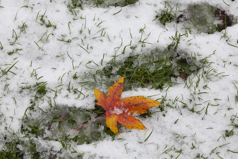 orange leaf in the snow, Vondelpark, Amsterdam