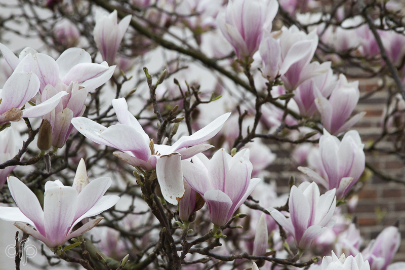 blooming magnolia I