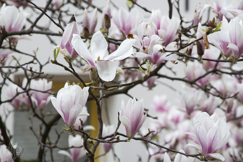 blooming magnolia IV