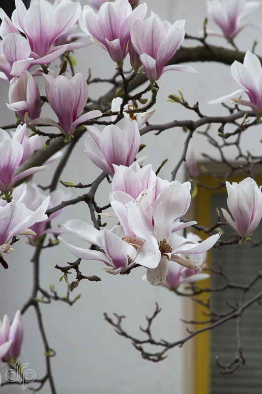 blooming magnolia V